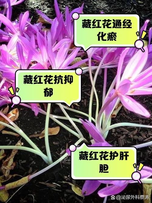 藏红花的花语和传说？藏红花花语及图片大全？-第5张图片-优品飞百科
