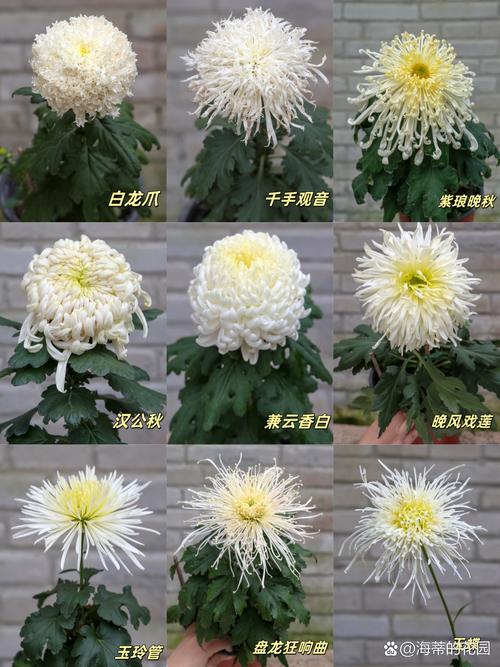 菊花什么时候开花？菊花什么时候开花季节？