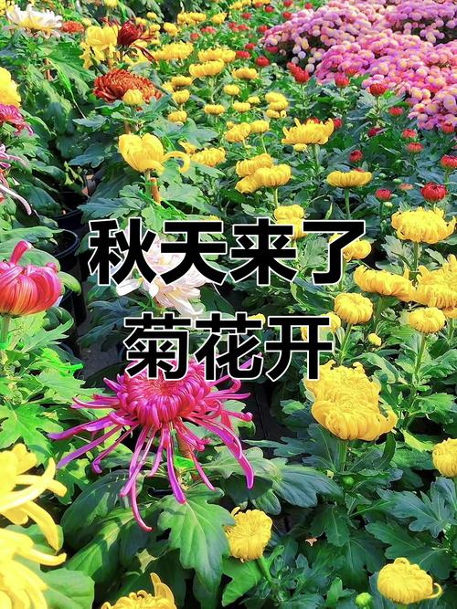 菊花什么时候开花？菊花什么时候开花季节？-第2张图片-优品飞百科