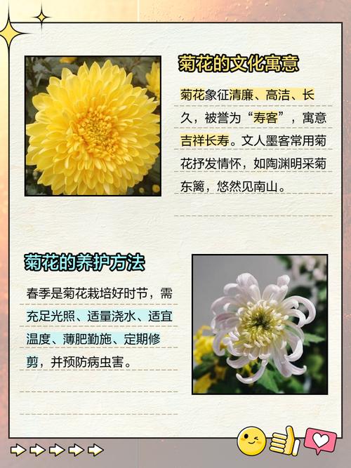 菊花什么时候开花？菊花什么时候开花季节？-第3张图片-优品飞百科