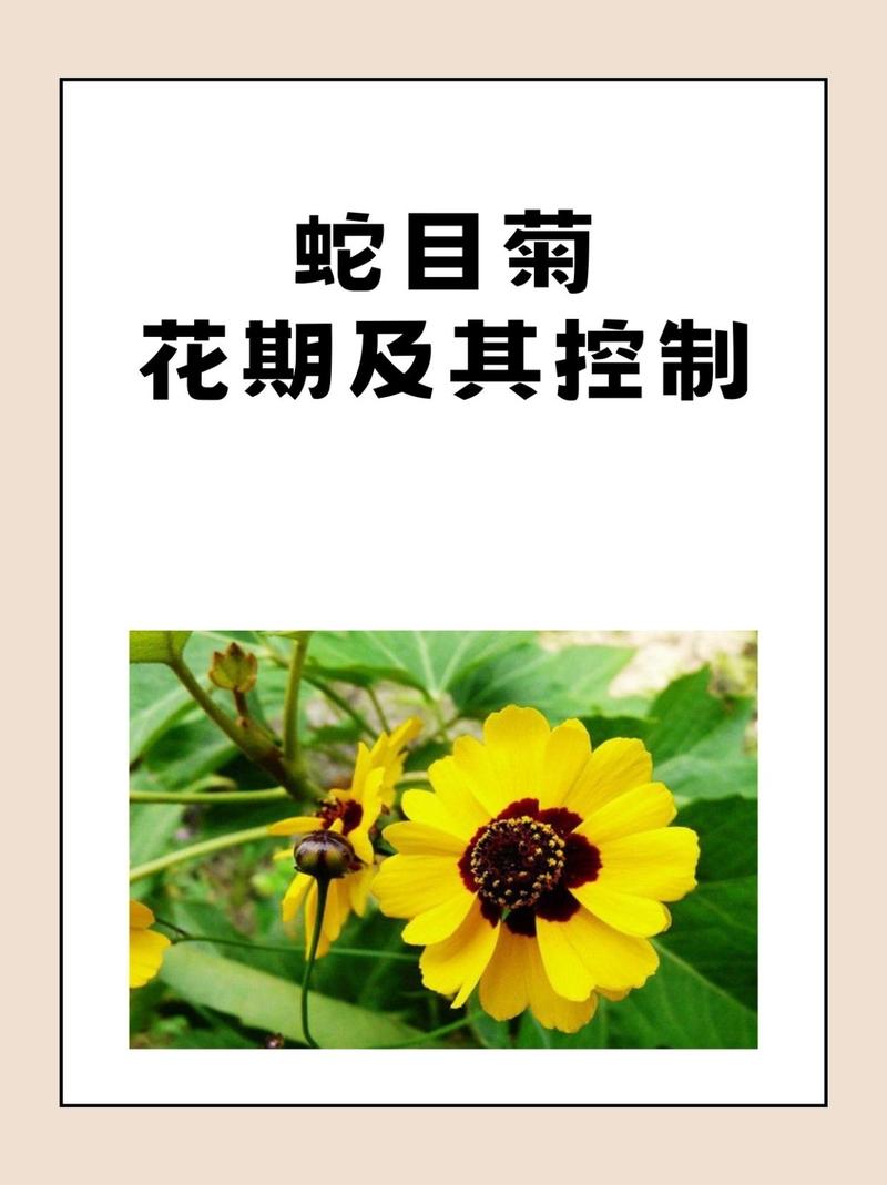 菊花什么时候开花？菊花什么时候开花季节？-第5张图片-优品飞百科