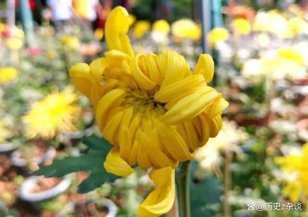 菊花什么时候开花？菊花什么时候开花季节？-第6张图片-优品飞百科