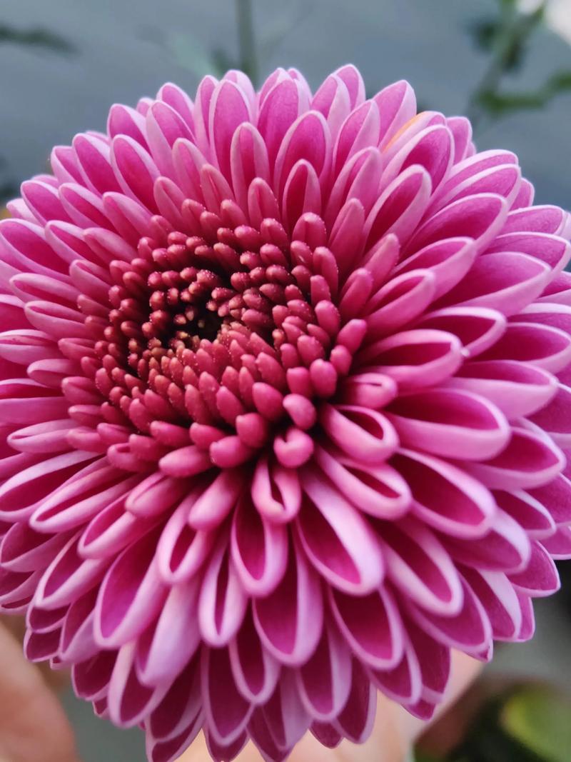 菊花什么时候开花？菊花什么时候开花季节？-第7张图片-优品飞百科