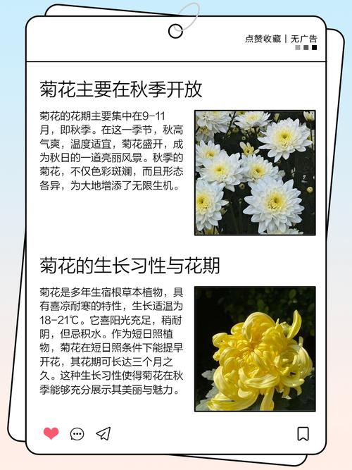 菊花什么时候开花？菊花什么时候开花季节？-第8张图片-优品飞百科
