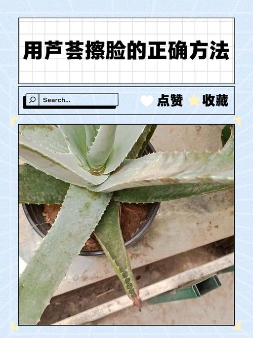 芦荟怎么敷脸,新鲜芦荟怎么敷脸-第1张图片-优品飞百科 芦荟怎么敷脸,新鲜芦荟怎么敷脸-第1张图片-优品飞百科