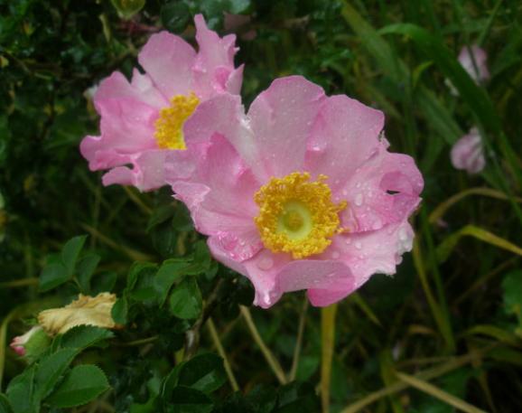 缫丝花有什么作用，缫丝工是干什么的?？-第2张图片-优品飞百科