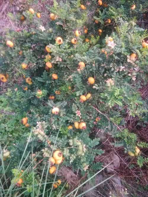 缫丝花有什么作用，缫丝工是干什么的?？-第4张图片-优品飞百科