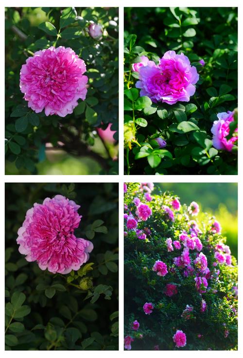 缫丝花有什么作用，缫丝工是干什么的?？-第6张图片-优品飞百科