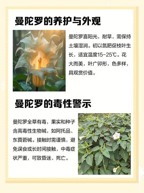 曼陀罗的花语和寓意，有什么传说故事，曼陀罗花真实花语-第2张图片-优品飞百科