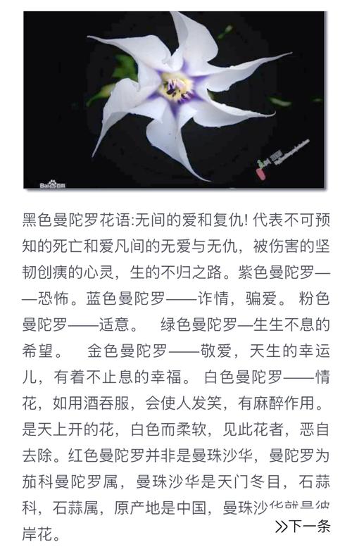 曼陀罗的花语和寓意，有什么传说故事，曼陀罗花真实花语-第3张图片-优品飞百科