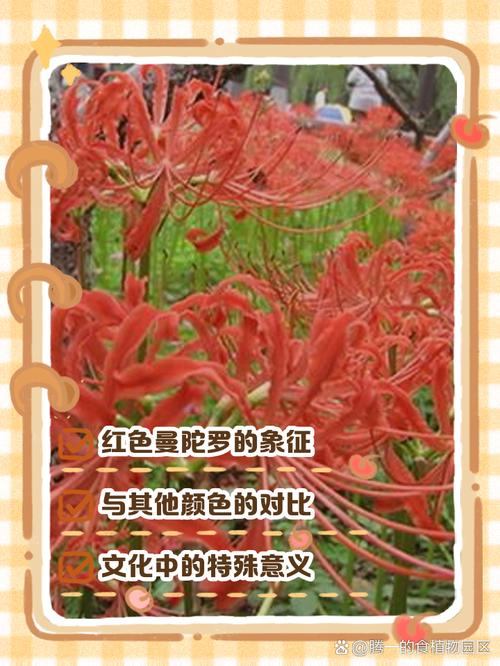 曼陀罗的花语和寓意，有什么传说故事，曼陀罗花真实花语-第6张图片-优品飞百科