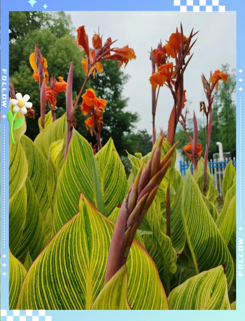 金脉美人蕉的养殖方法和注意事项，金脉美人蕉的种植方法？-第1张图片-优品飞百科