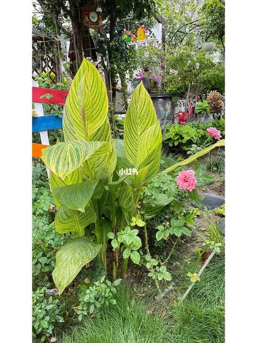 金脉美人蕉的养殖方法和注意事项，金脉美人蕉的种植方法？-第2张图片-优品飞百科