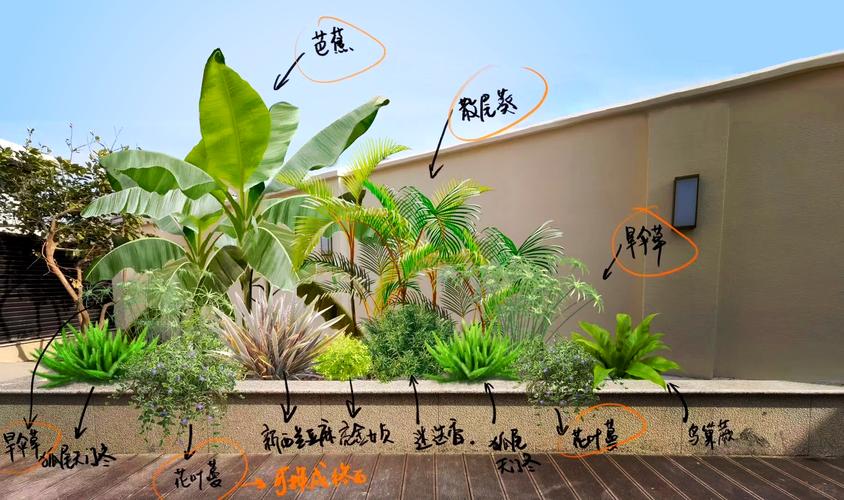 金脉美人蕉的养殖方法和注意事项，金脉美人蕉的种植方法？-第3张图片-优品飞百科