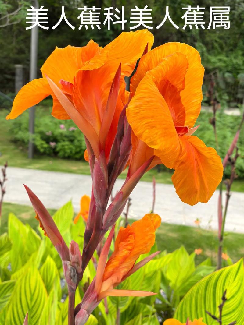 金脉美人蕉的养殖方法和注意事项，金脉美人蕉的种植方法？-第4张图片-优品飞百科