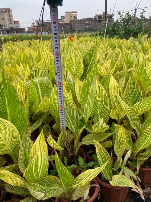 金脉美人蕉的养殖方法和注意事项，金脉美人蕉的种植方法？-第5张图片-优品飞百科