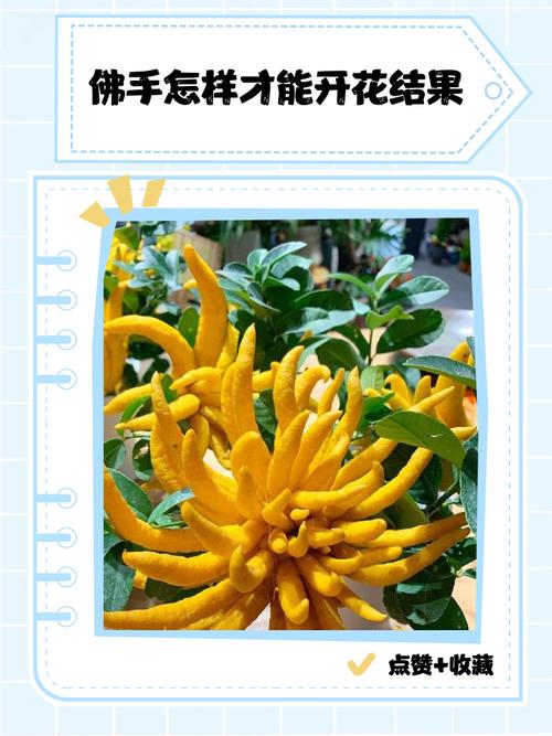 佛手的花语和寓意，有什么传说故事，佛手的植物花有什么作用啊？-第1张图片-优品飞百科