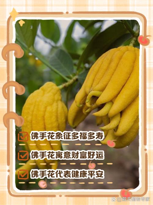佛手的花语和寓意，有什么传说故事，佛手的植物花有什么作用啊？-第2张图片-优品飞百科