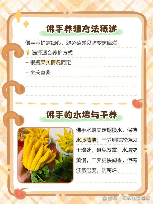 佛手的花语和寓意，有什么传说故事，佛手的植物花有什么作用啊？-第3张图片-优品飞百科