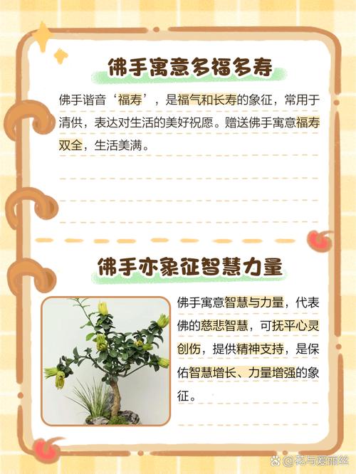 佛手的花语和寓意，有什么传说故事，佛手的植物花有什么作用啊？-第4张图片-优品飞百科