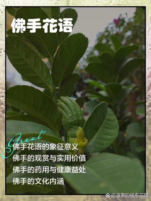 佛手的花语和寓意，有什么传说故事，佛手的植物花有什么作用啊？-第5张图片-优品飞百科