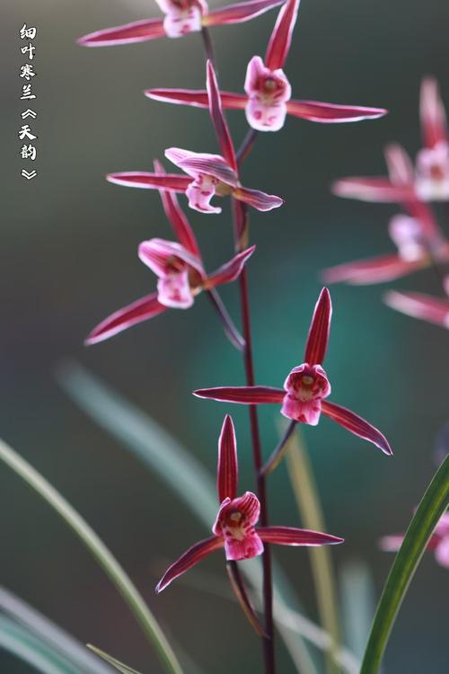 兰花品种排名，兰花品种排名前十名？-第1张图片-优品飞百科