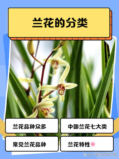 兰花品种排名，兰花品种排名前十名？-第2张图片-优品飞百科