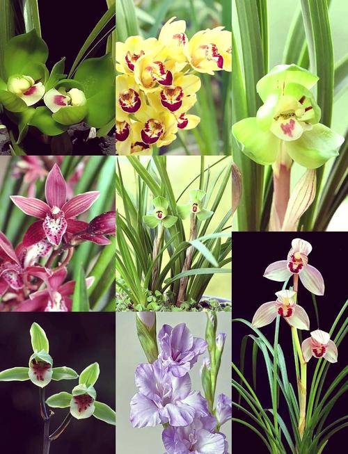 兰花品种排名，兰花品种排名前十名？-第3张图片-优品飞百科