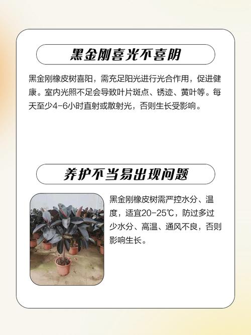 家里有孕妇能养橡皮树吗，家里养橡皮树风水好吗-第1张图片-优品飞百科