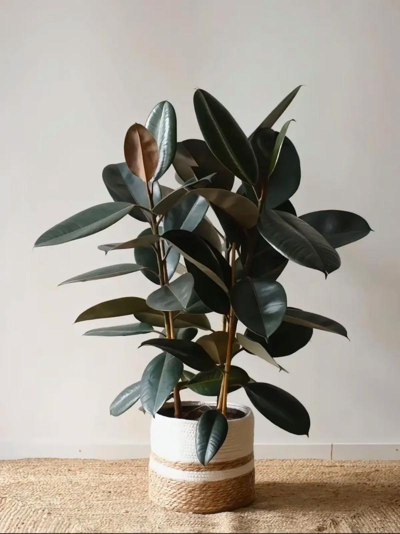 家里有孕妇能养橡皮树吗，家里养橡皮树风水好吗-第2张图片-优品飞百科