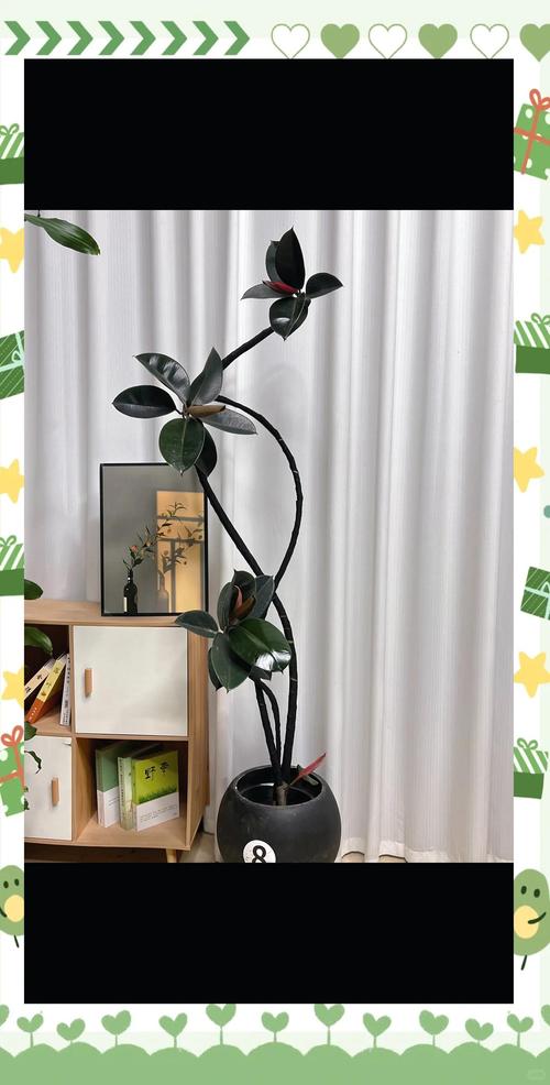 家里有孕妇能养橡皮树吗，家里养橡皮树风水好吗-第3张图片-优品飞百科