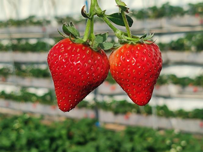 什么的草莓，草莓图片，什么什么的草莓填空？-第3张图片-优品飞百科