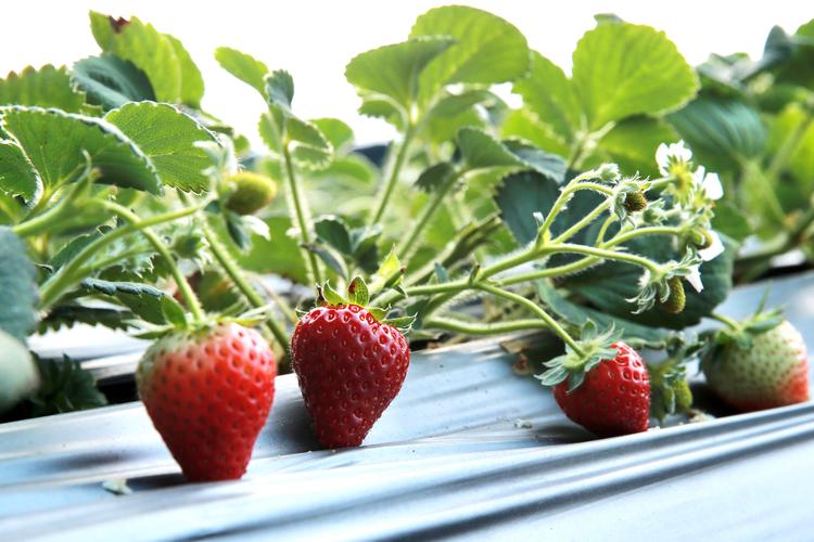 什么的草莓，草莓图片，什么什么的草莓填空？-第5张图片-优品飞百科