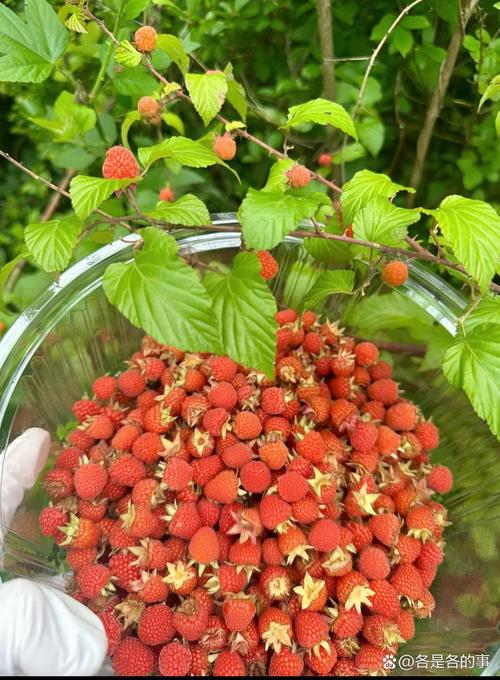 什么的草莓，草莓图片，什么什么的草莓填空？-第6张图片-优品飞百科