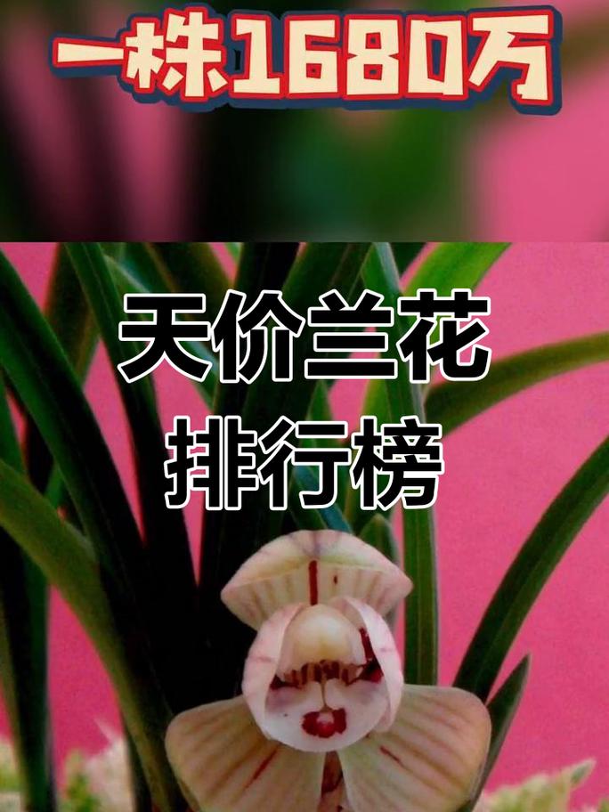 名贵兰花品种有哪些（前十名贵兰花），前十名贵兰花 排名-第1张图片-优品飞百科