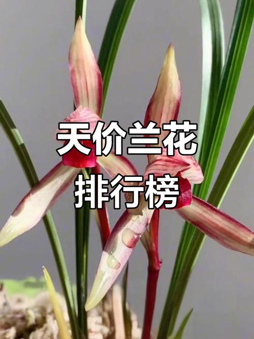 名贵兰花品种有哪些（前十名贵兰花），前十名贵兰花 排名-第2张图片-优品飞百科