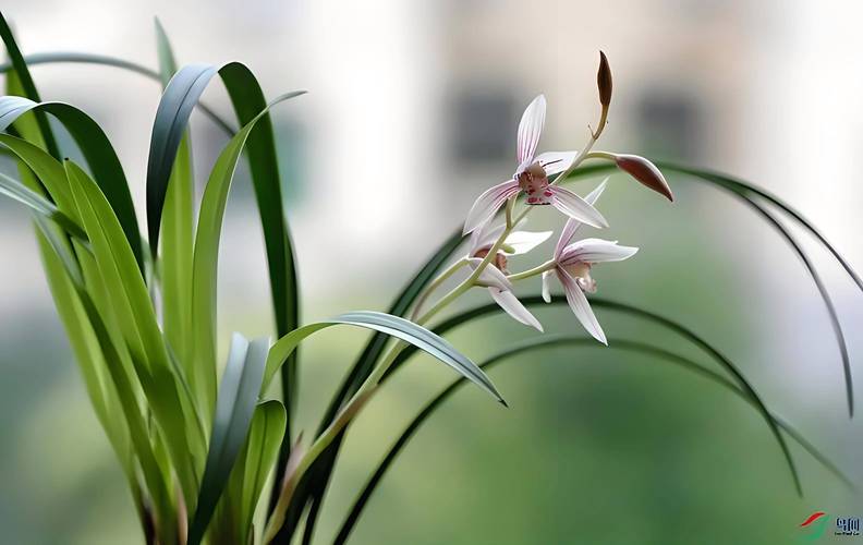 名贵兰花品种有哪些（前十名贵兰花），前十名贵兰花 排名-第3张图片-优品飞百科