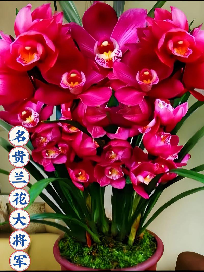 名贵兰花品种有哪些（前十名贵兰花），前十名贵兰花 排名-第4张图片-优品飞百科