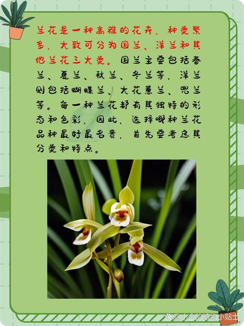 名贵兰花品种有哪些（前十名贵兰花），前十名贵兰花 排名-第5张图片-优品飞百科