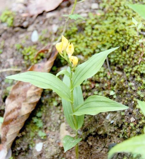 名贵兰花品种有哪些（前十名贵兰花），前十名贵兰花 排名-第6张图片-优品飞百科