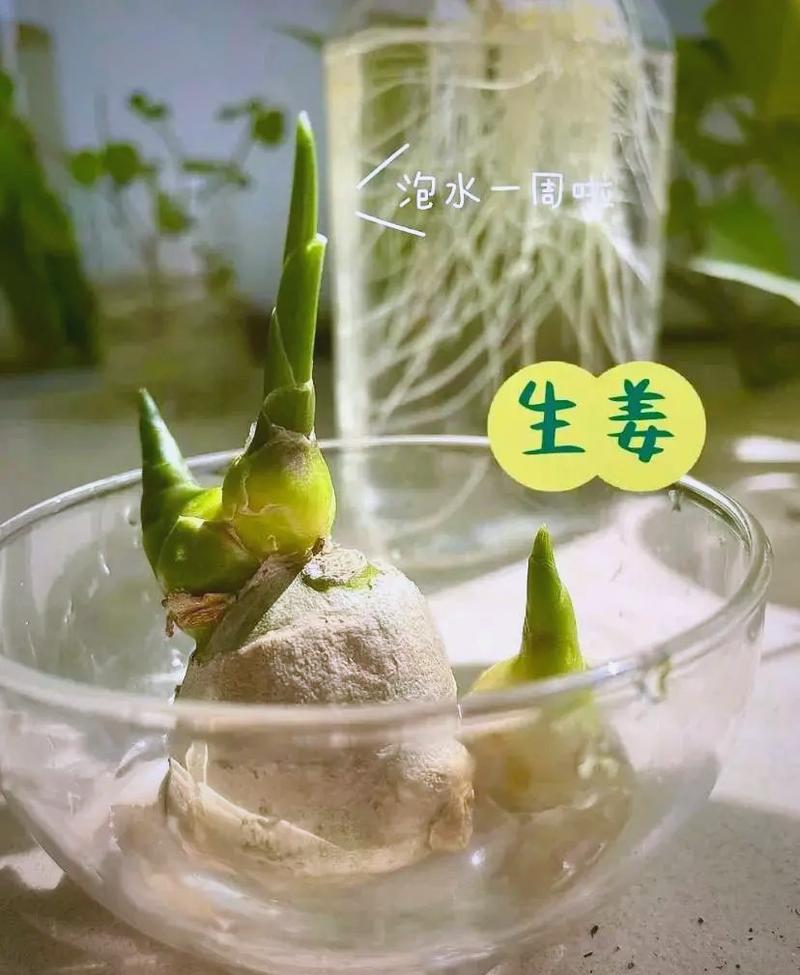 买啥姜，自己种都吃不完，还当盆景赏，姜用什么种才不会烂？-第1张图片-优品飞百科