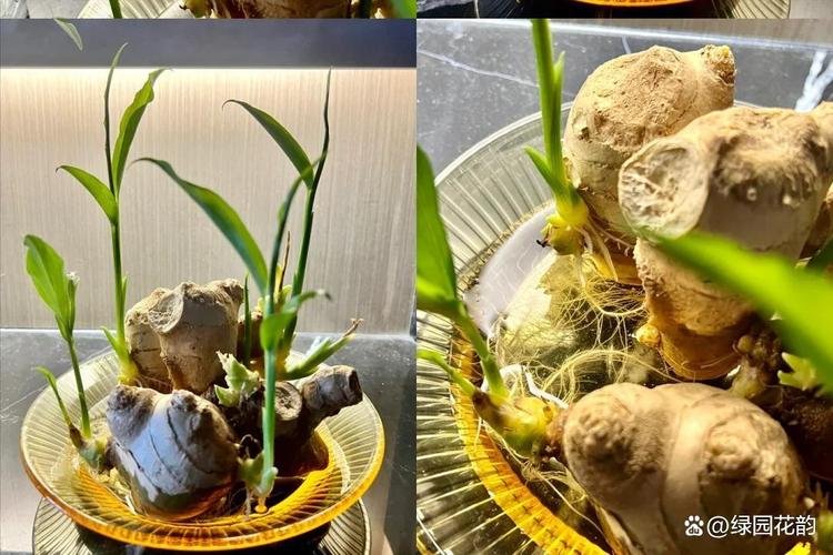 买啥姜，自己种都吃不完，还当盆景赏，姜用什么种才不会烂？-第2张图片-优品飞百科