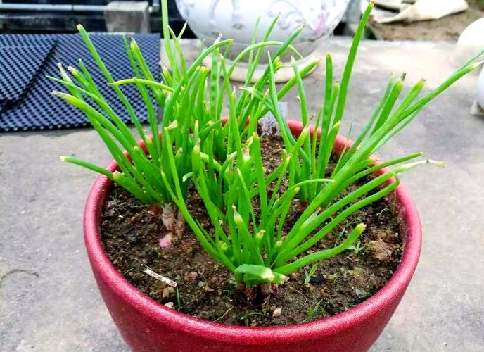 买啥姜，自己种都吃不完，还当盆景赏，姜用什么种才不会烂？-第4张图片-优品飞百科