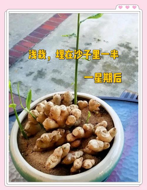 买啥姜，自己种都吃不完，还当盆景赏，姜用什么种才不会烂？-第6张图片-优品飞百科