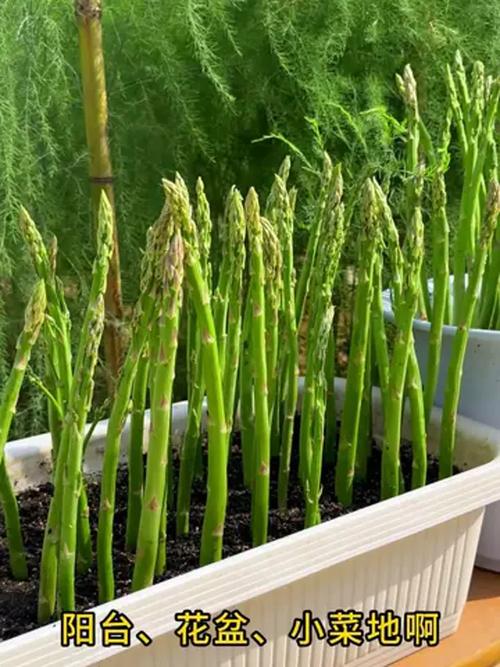 文竹和多肉植物一块种有什么好处，文竹多肉搭配盆景？-第1张图片-优品飞百科