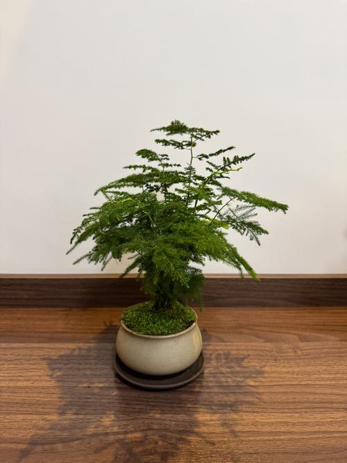 文竹和多肉植物一块种有什么好处，文竹多肉搭配盆景？-第2张图片-优品飞百科