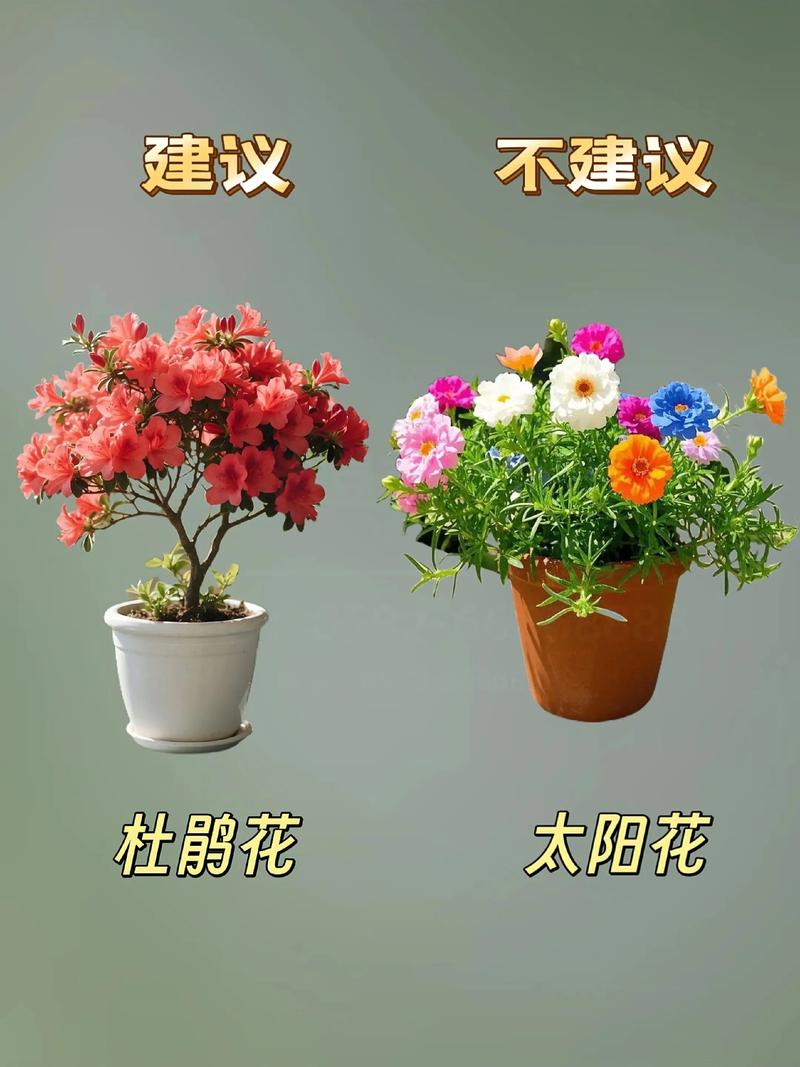 文竹和多肉植物一块种有什么好处，文竹多肉搭配盆景？-第3张图片-优品飞百科