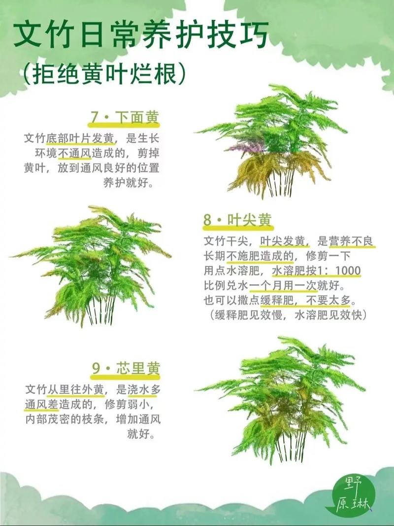 文竹和多肉植物一块种有什么好处，文竹多肉搭配盆景？-第4张图片-优品飞百科