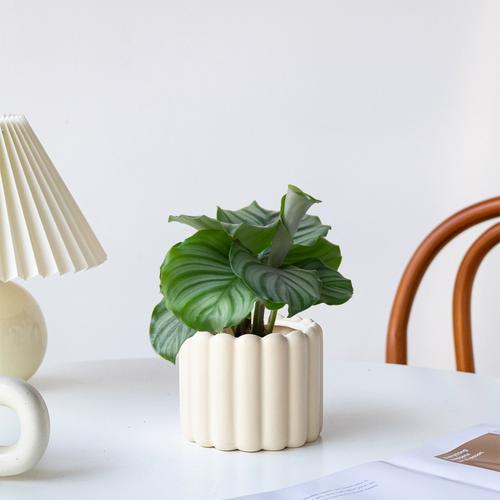 文竹和多肉植物一块种有什么好处，文竹多肉搭配盆景？-第5张图片-优品飞百科