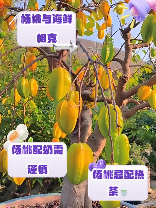 杨桃的正确吃法，不能和什么一起吃？杨桃和什么吃是相克的？-第5张图片-优品飞百科